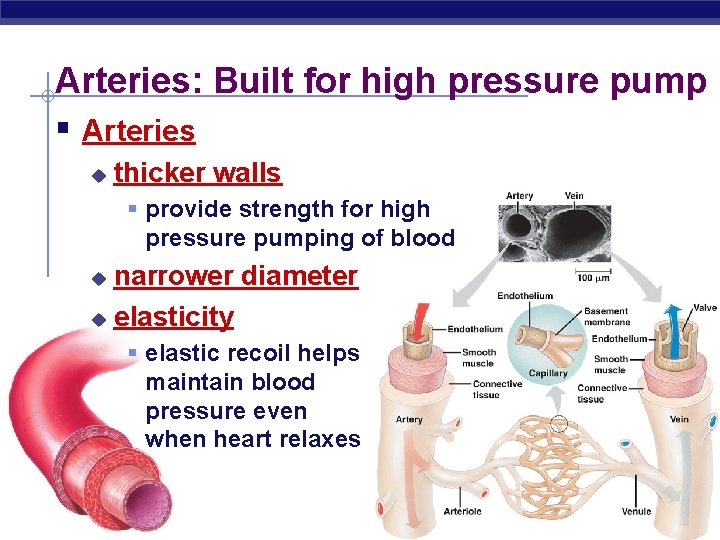 Arteries: Built for high pressure pump § Arteries u thicker walls § provide strength