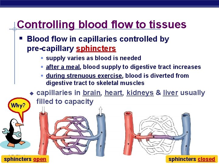 Controlling blood flow to tissues § Blood flow in capillaries controlled by pre-capillary sphincters