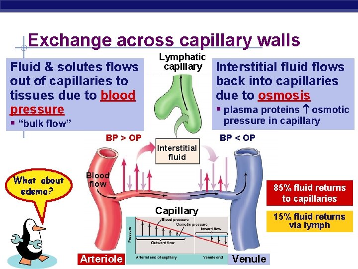 Exchange across capillary walls Fluid & solutes flows out of capillaries to tissues due