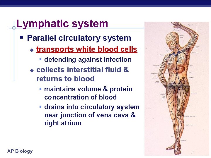 Lymphatic system § Parallel circulatory system u transports white blood cells § defending against