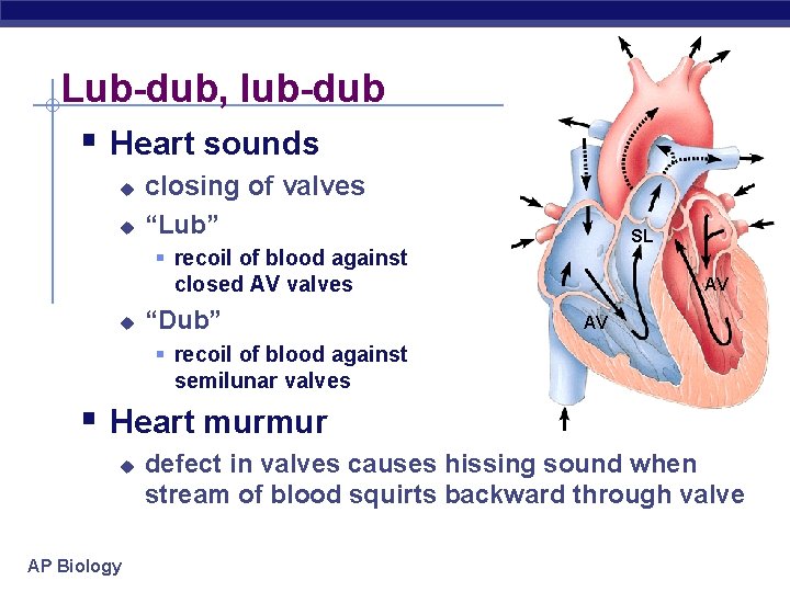 Lub-dub, lub-dub § Heart sounds u u closing of valves “Lub” SL § recoil