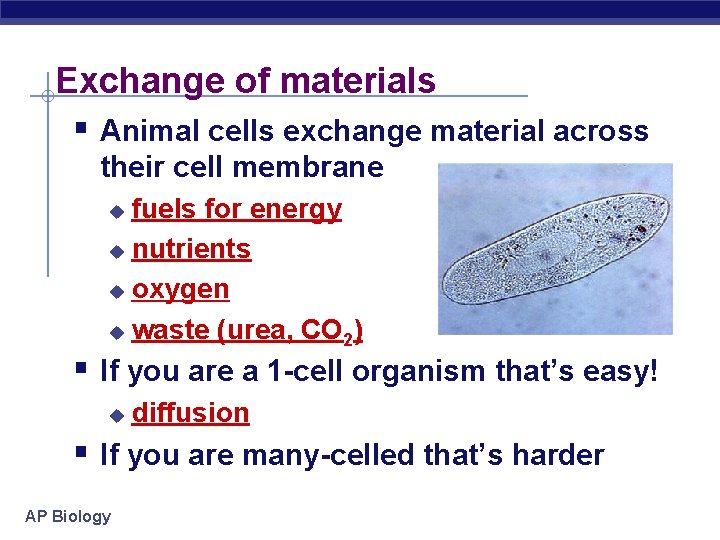 Exchange of materials § Animal cells exchange material across their cell membrane fuels for