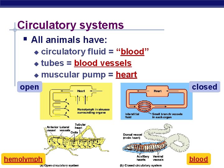 Circulatory systems § All animals have: circulatory fluid = “blood” u tubes = blood
