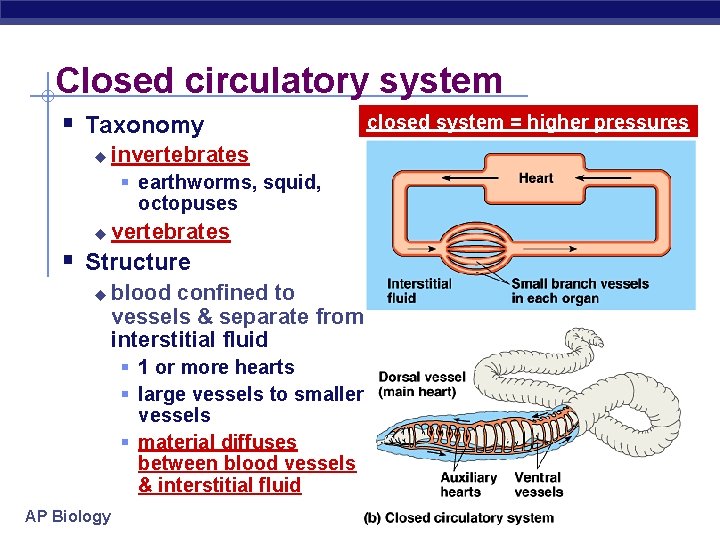 Closed circulatory system § Taxonomy u invertebrates § earthworms, squid, octopuses u vertebrates §