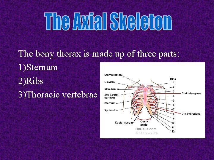 The bony thorax is made up of three parts: 1)Sternum 2)Ribs 3)Thoracic vertebrae The bony thorax is made up of three parts: 1)Sternum 2)Ribs 3)Thoracic vertebrae