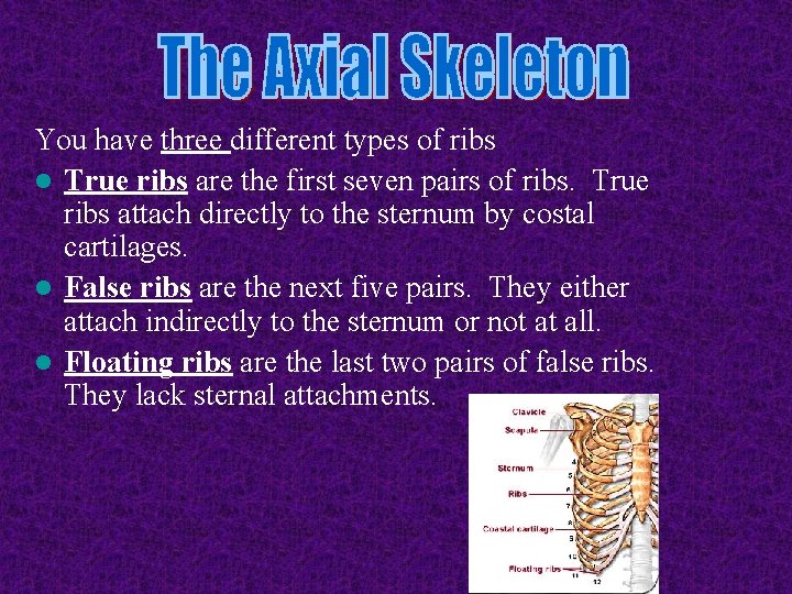 You have three different types of ribs l True ribs are the first seven You have three different types of ribs l True ribs are the first seven