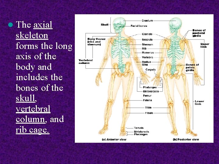 l The axial skeleton forms the long axis of the body and includes the l The axial skeleton forms the long axis of the body and includes the