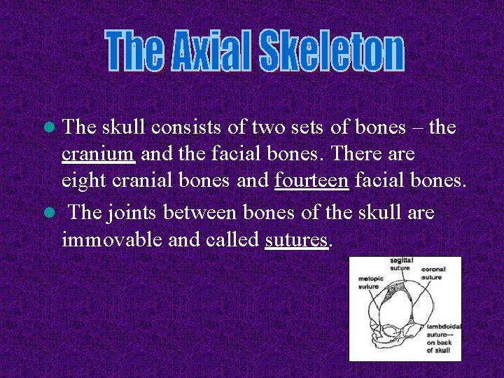 l The skull consists of two sets of bones – the cranium and the l The skull consists of two sets of bones – the cranium and the