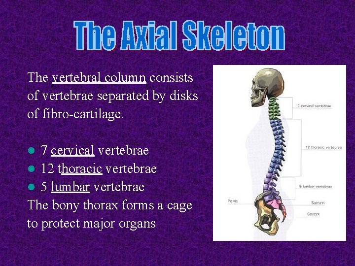 The vertebral column consists of vertebrae separated by disks of fibro-cartilage. 7 cervical vertebrae The vertebral column consists of vertebrae separated by disks of fibro-cartilage. 7 cervical vertebrae