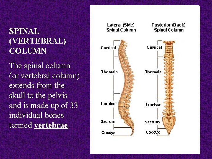 SPINAL (VERTEBRAL) COLUMN The spinal column (or vertebral column) extends from the skull to SPINAL (VERTEBRAL) COLUMN The spinal column (or vertebral column) extends from the skull to