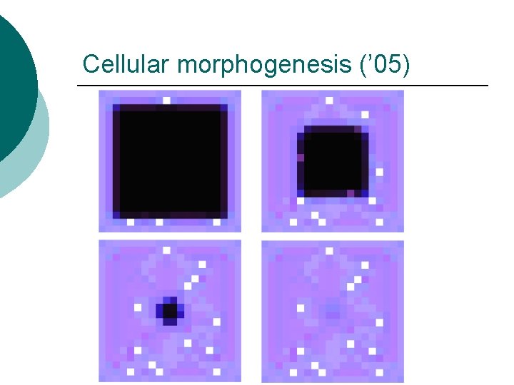 Cellular morphogenesis (’ 05) 