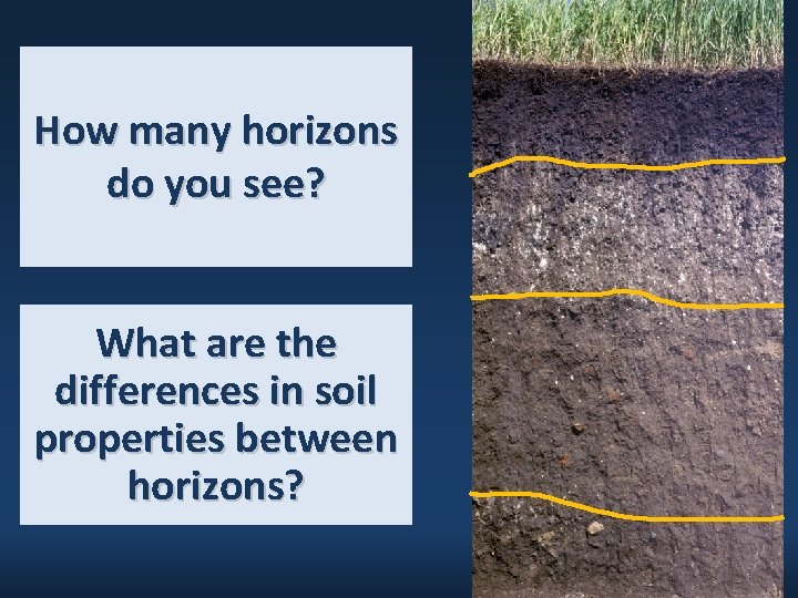 How many horizons do you see? What are the differences in soil properties between