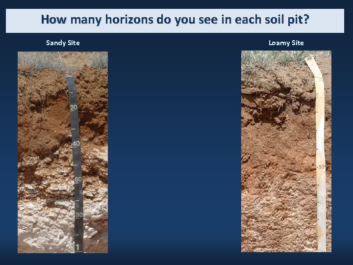 How many horizons do you see in each soil pit? Sandy Site Loamy Site
