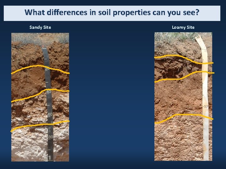 What differences in soil properties can you see? Sandy Site Loamy Site 