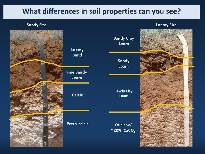 What differences in soil properties can you see? Sandy Site Loamy Site Sandy Clay