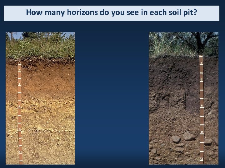How many horizons do you see in each soil pit? 