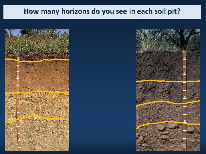 How many horizons do you see in each soil pit? 