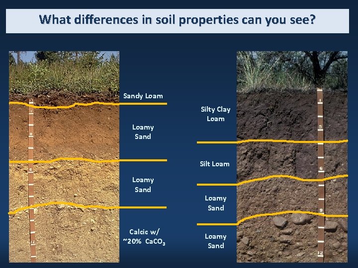 What differences in soil properties can you see? Sandy Loamy Sand Silty Clay Loam