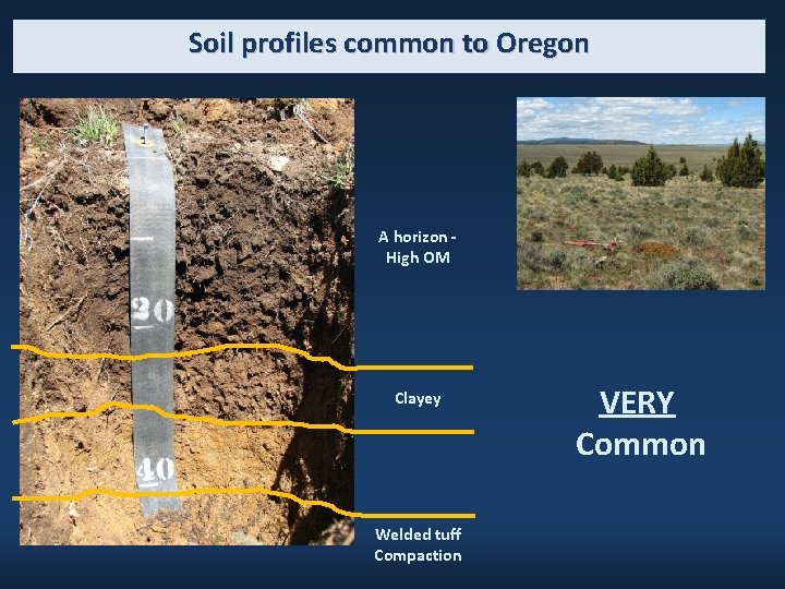 Soil profiles common to Oregon A horizon High OM Clayey Welded tuff Compaction VERY