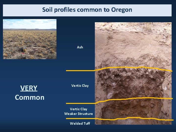 Soil profiles common to Oregon Ash VERY Common Vertic Clay Weaker Structure Welded Tuff
