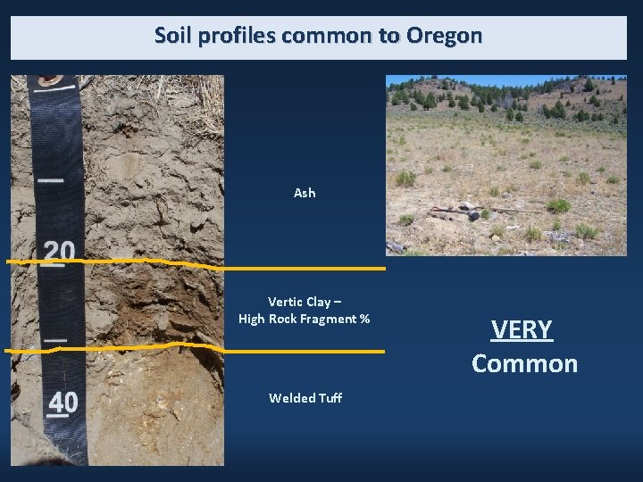 Soil profiles common to Oregon Ash Vertic Clay – High Rock Fragment % Welded