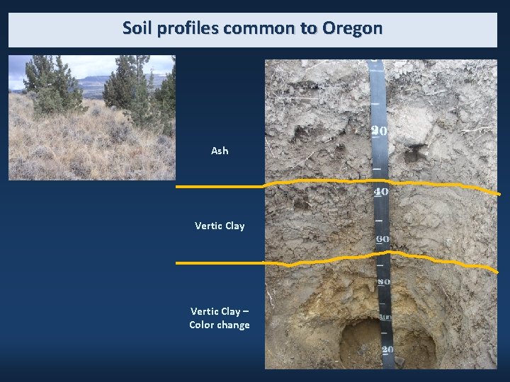 Soil profiles common to Oregon Ash Vertic Clay – Color change 