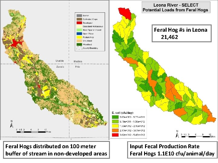 Feral Hog #s in Leona 21, 462 Feral Hogs distributed on 100 meter buffer