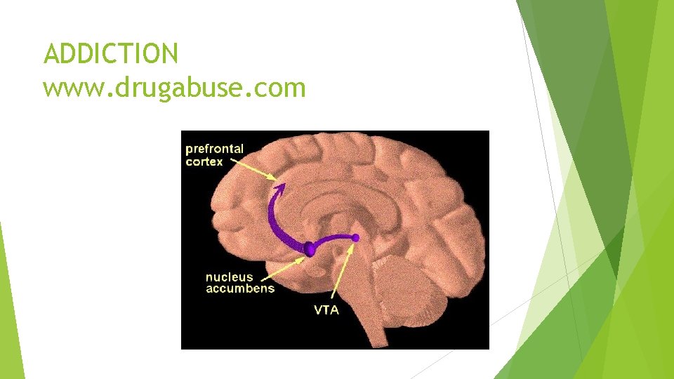 ADDICTION www. drugabuse. com 