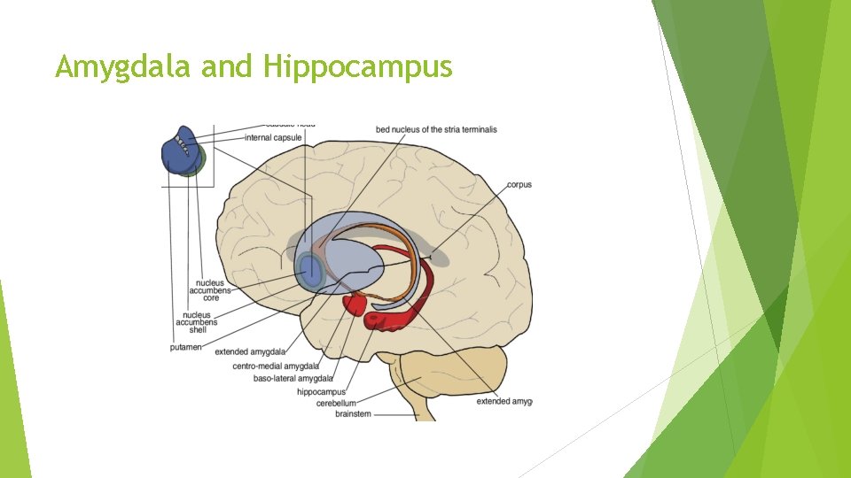 Amygdala and Hippocampus 