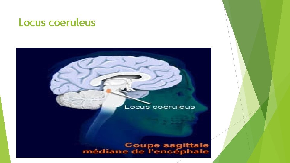 Locus coeruleus 