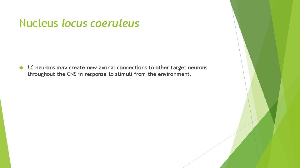 Nucleus locus coeruleus LC neurons may create new axonal connections to other target neurons