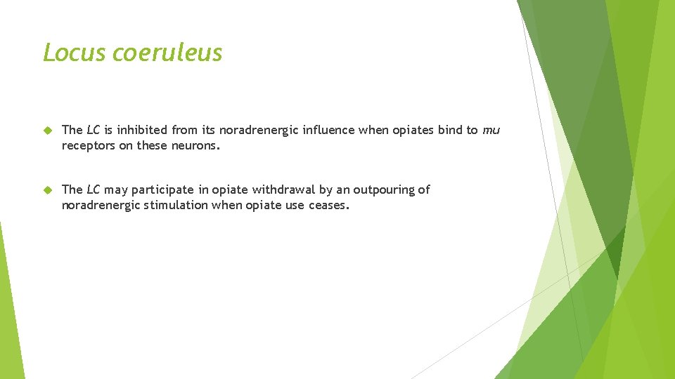Locus coeruleus The LC is inhibited from its noradrenergic influence when opiates bind to
