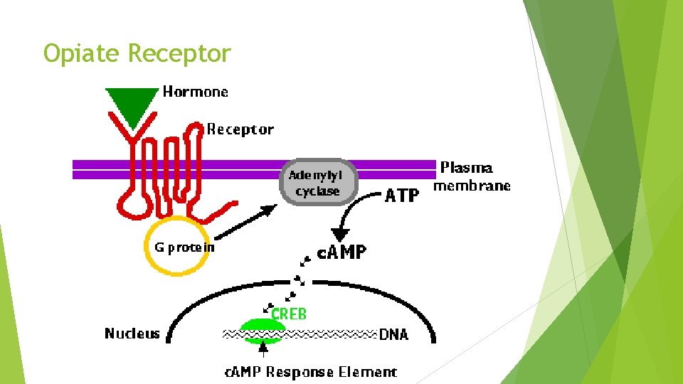 Opiate Receptor 
