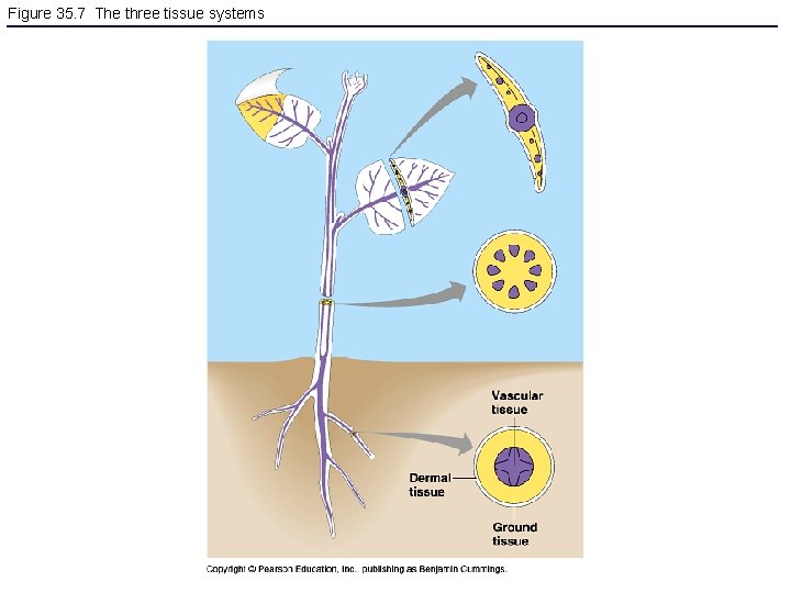 Figure 35. 7 The three tissue systems 