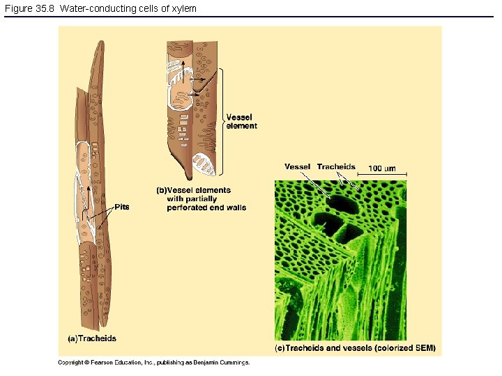 Figure 35. 8 Water-conducting cells of xylem 