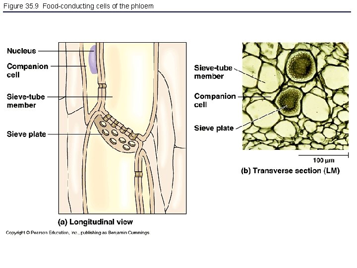 Figure 35. 9 Food-conducting cells of the phloem 