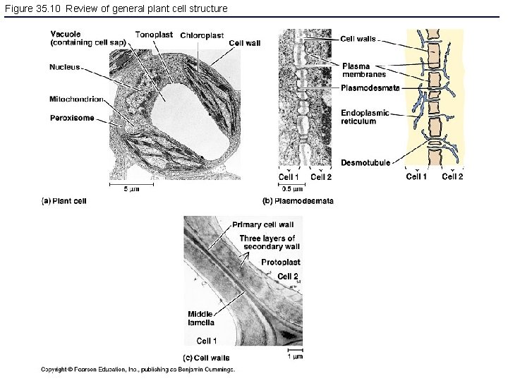 Figure 35. 10 Review of general plant cell structure 