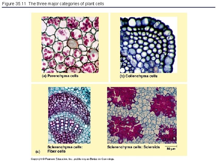 Figure 35. 11 The three major categories of plant cells 
