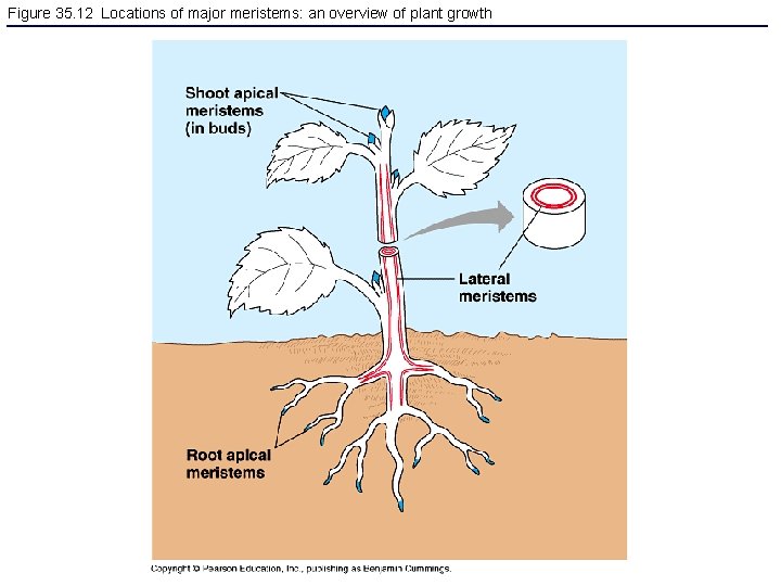Figure 35. 12 Locations of major meristems: an overview of plant growth 