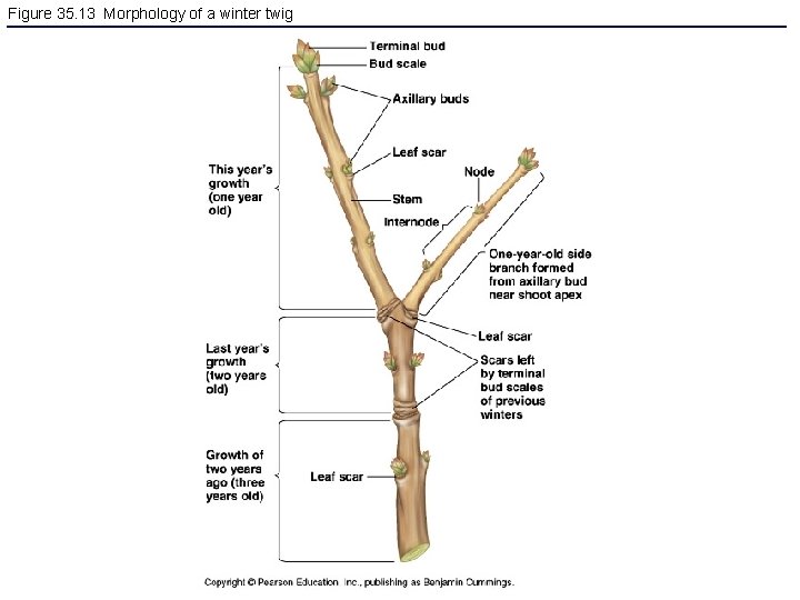 Figure 35. 13 Morphology of a winter twig 