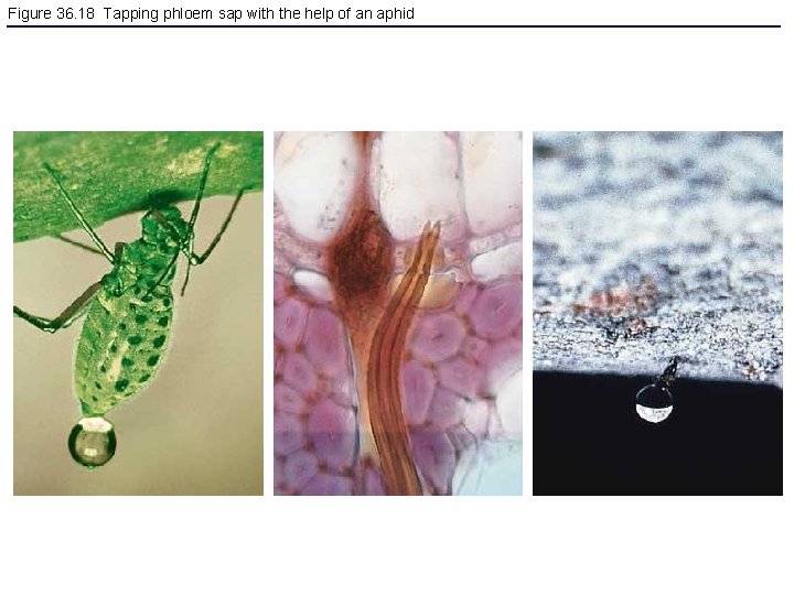 Figure 36. 18 Tapping phloem sap with the help of an aphid 
