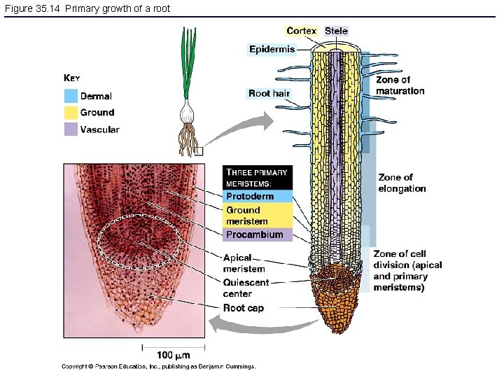 Figure 35. 14 Primary growth of a root 