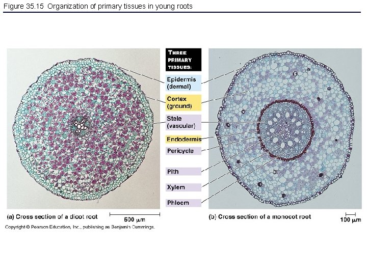 Figure 35. 15 Organization of primary tissues in young roots 
