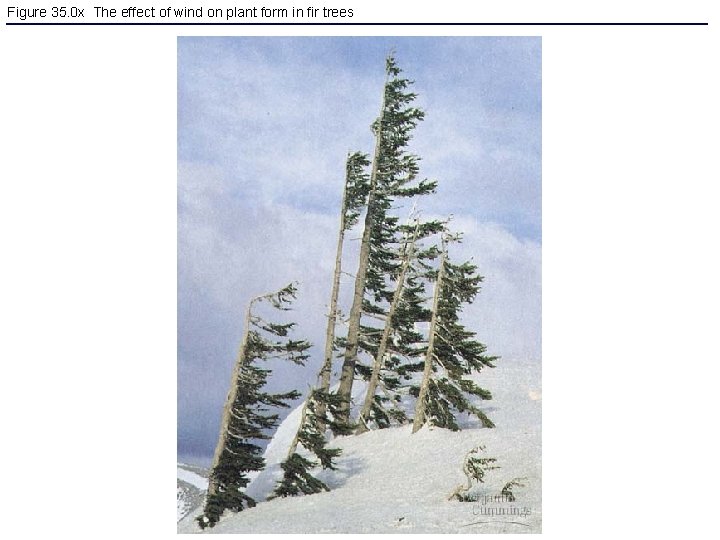 Figure 35. 0 x The effect of wind on plant form in fir trees