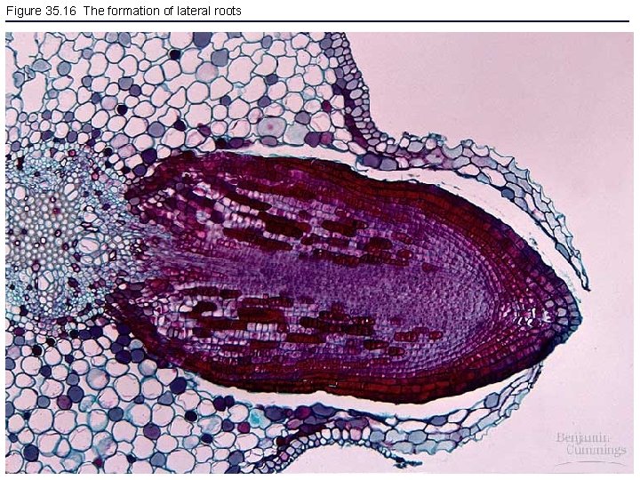 Figure 35. 16 The formation of lateral roots 
