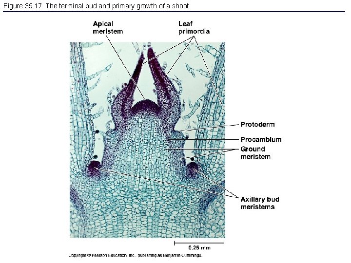 Figure 35. 17 The terminal bud and primary growth of a shoot 