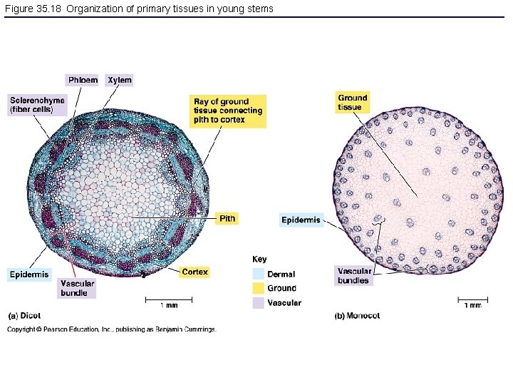 Figure 35. 18 Organization of primary tissues in young stems 