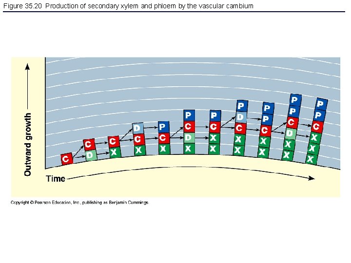 Figure 35. 20 Production of secondary xylem and phloem by the vascular cambium 