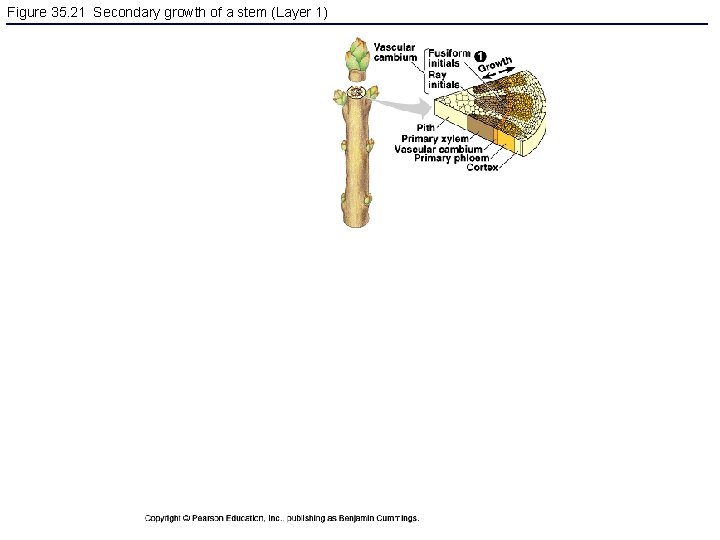 Figure 35. 21 Secondary growth of a stem (Layer 1) 