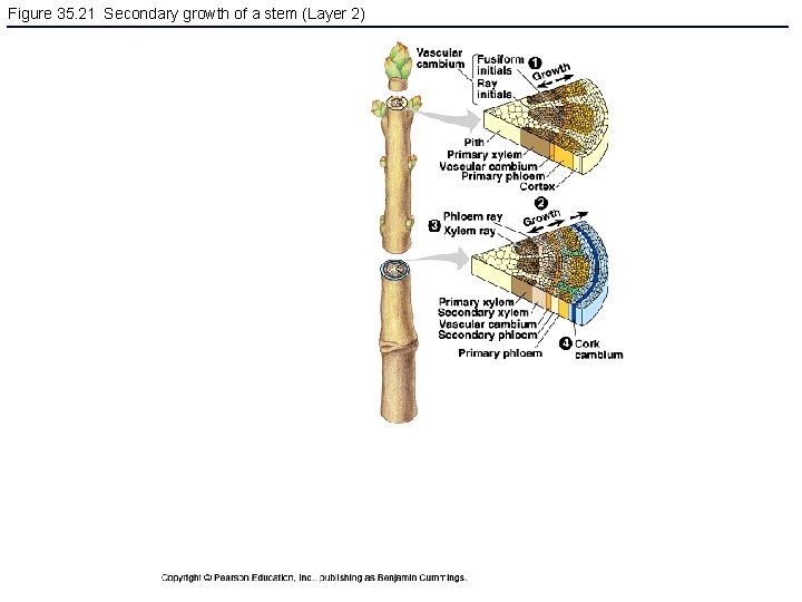 Figure 35. 21 Secondary growth of a stem (Layer 2) 